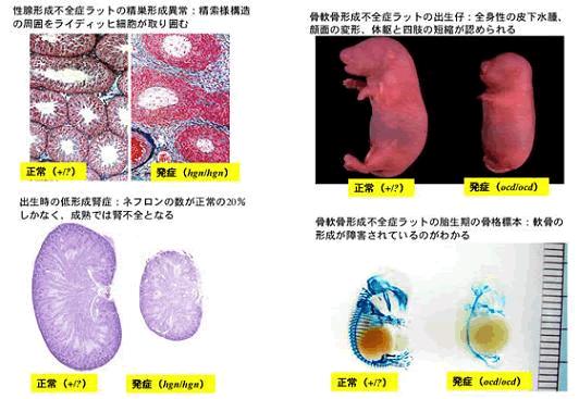 獣医生理学教室