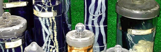 獣医寄生虫学教室