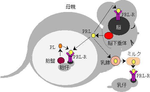 プロラクチンが作用する時期