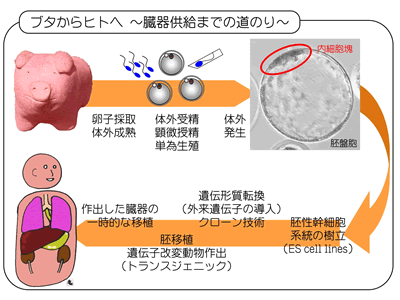 ブタからヒトへ