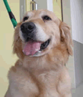 補助犬２