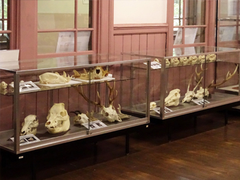 骨の展示