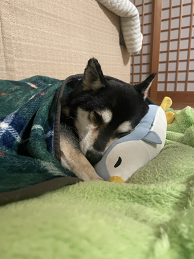 ニュースicon