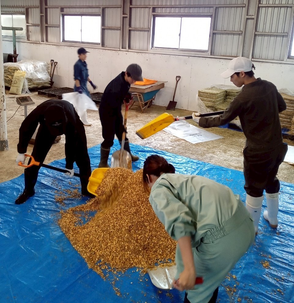 ビール粕を使用した飼料調製