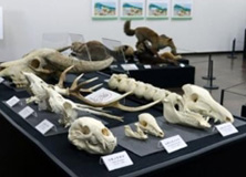 日本獣医生命科学大学