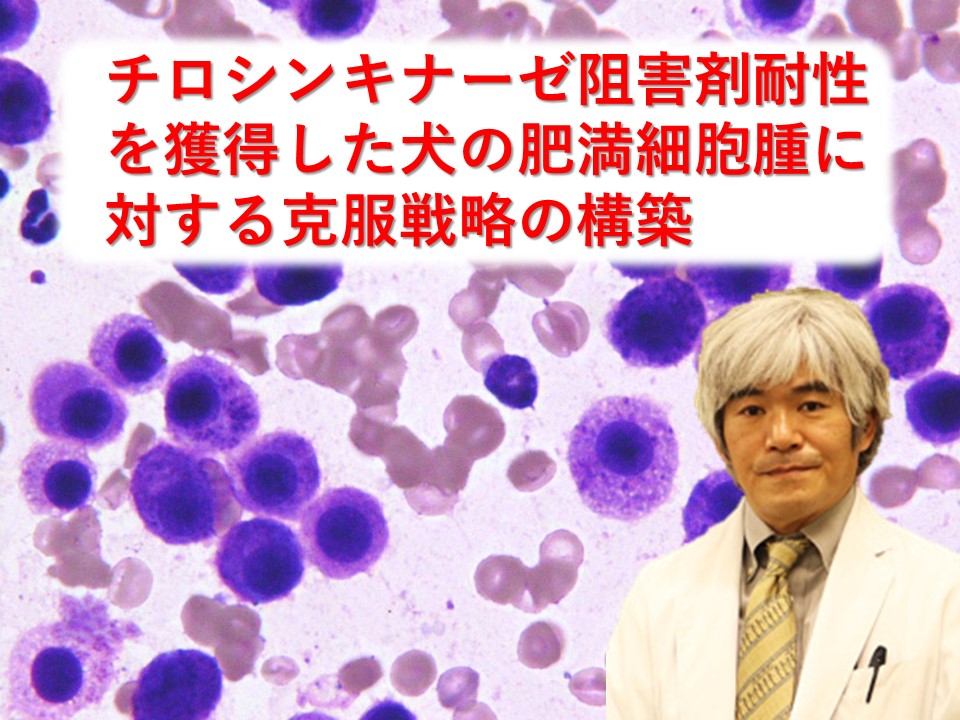 「チロシンキナーゼ阻害剤耐性を獲得した犬の肥満細胞腫に対する克服戦略の構築」