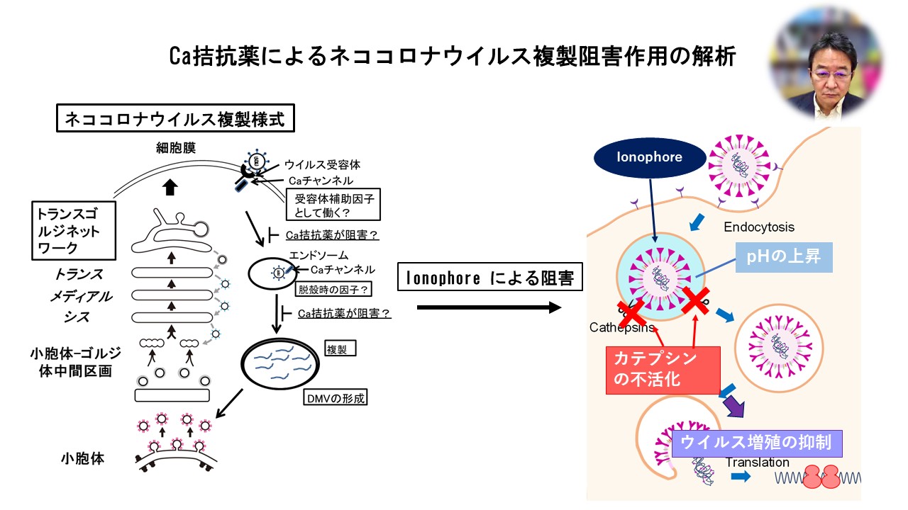 「Ca拮抗薬によるネココロナウイルス複製阻害作用の解析」