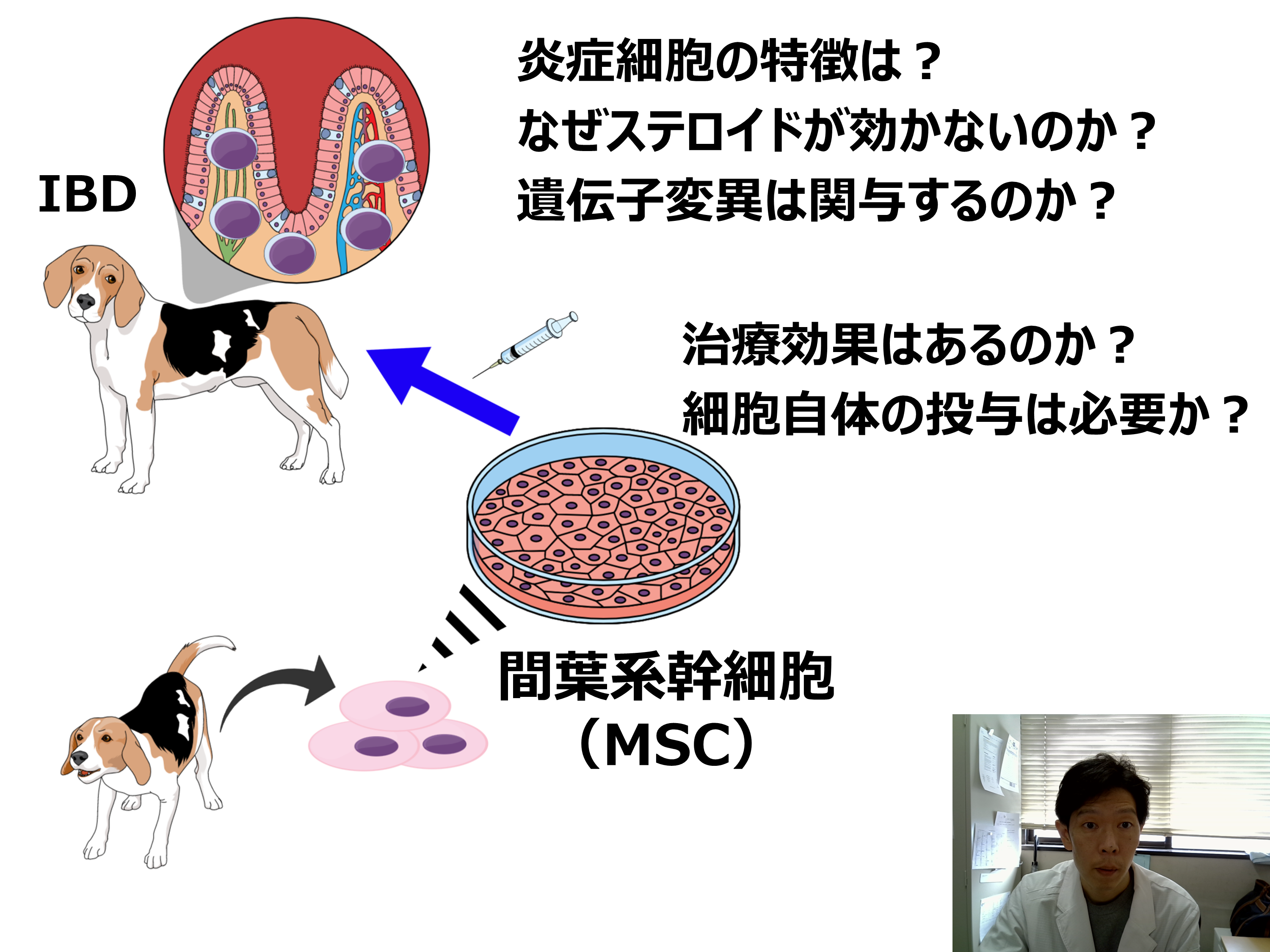 「難治性炎症性腸疾患に対する治療戦略～間葉系幹細胞を用いた細胞療法への試み～」