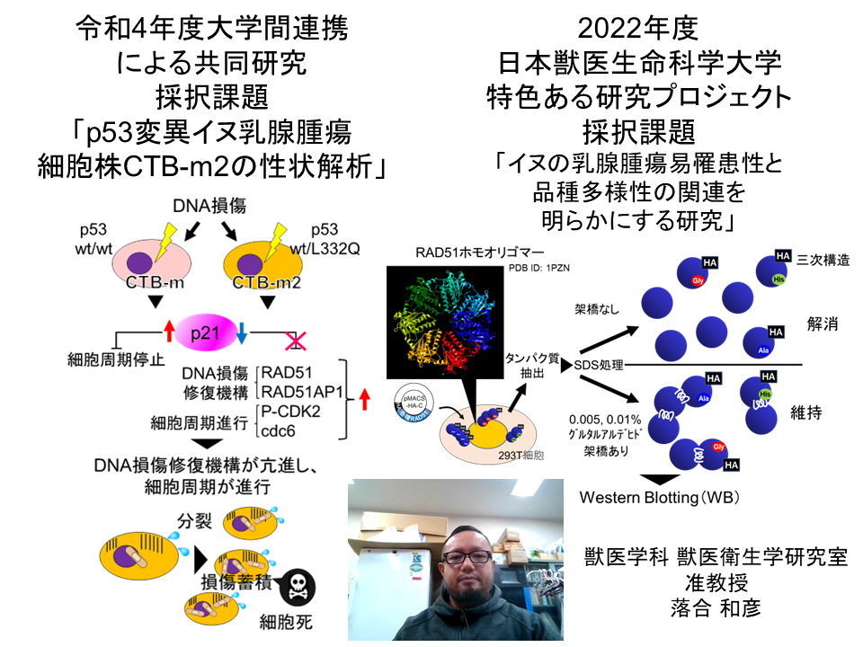 「p53変異イヌ乳腺腫瘍細胞株CTB-ｍ2の性状解析」「イヌの乳腺腫瘍易罹患性と品種多様性の関連を明らかにする研究」