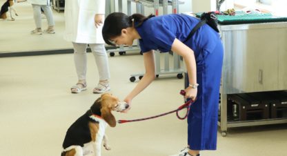 獣医保険看護学科だより 「どうぶつびより」