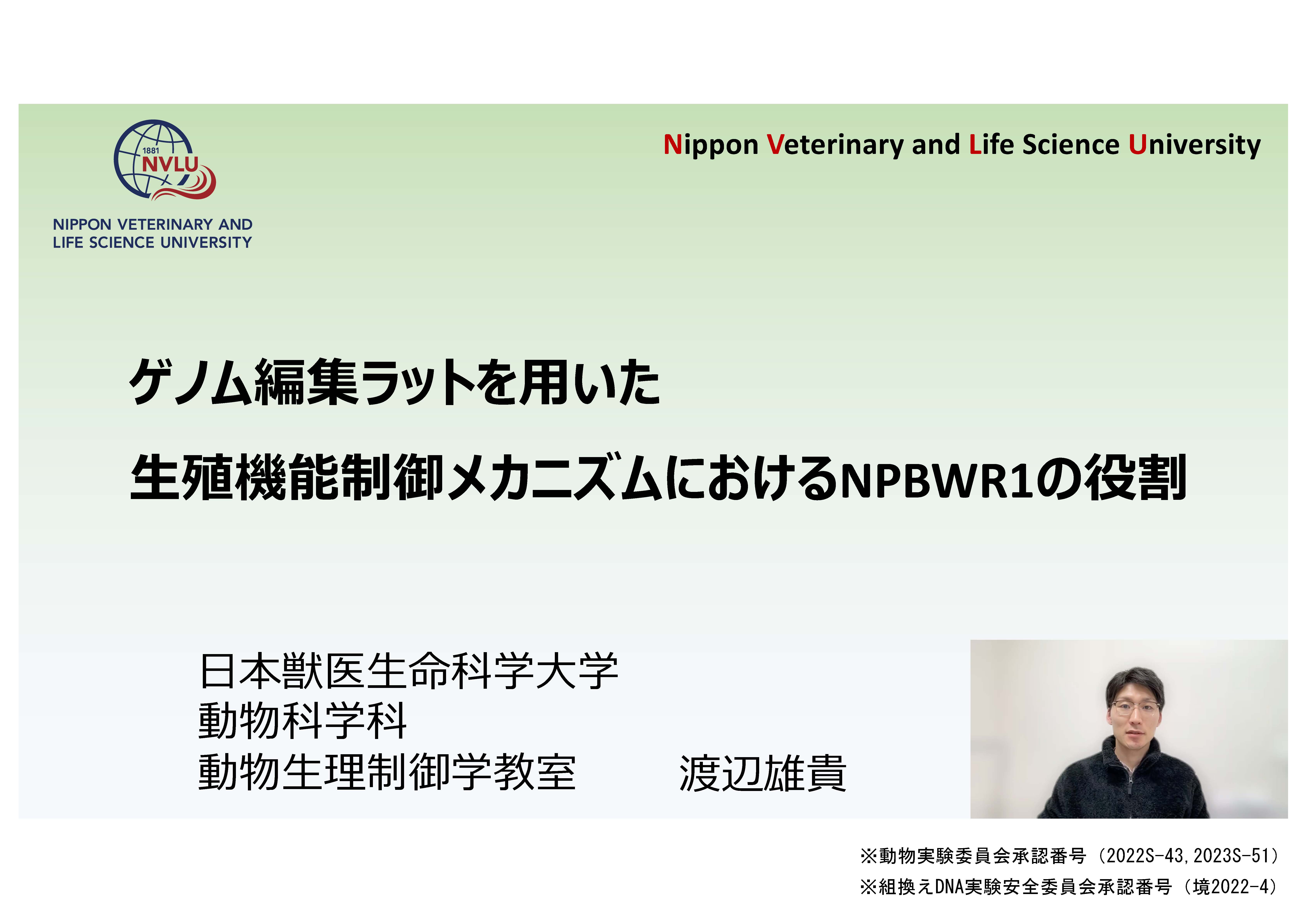 「ゲノム編集ラットを用いた、生殖機能制御メカニズムにおけるNPBWR1の役割」
