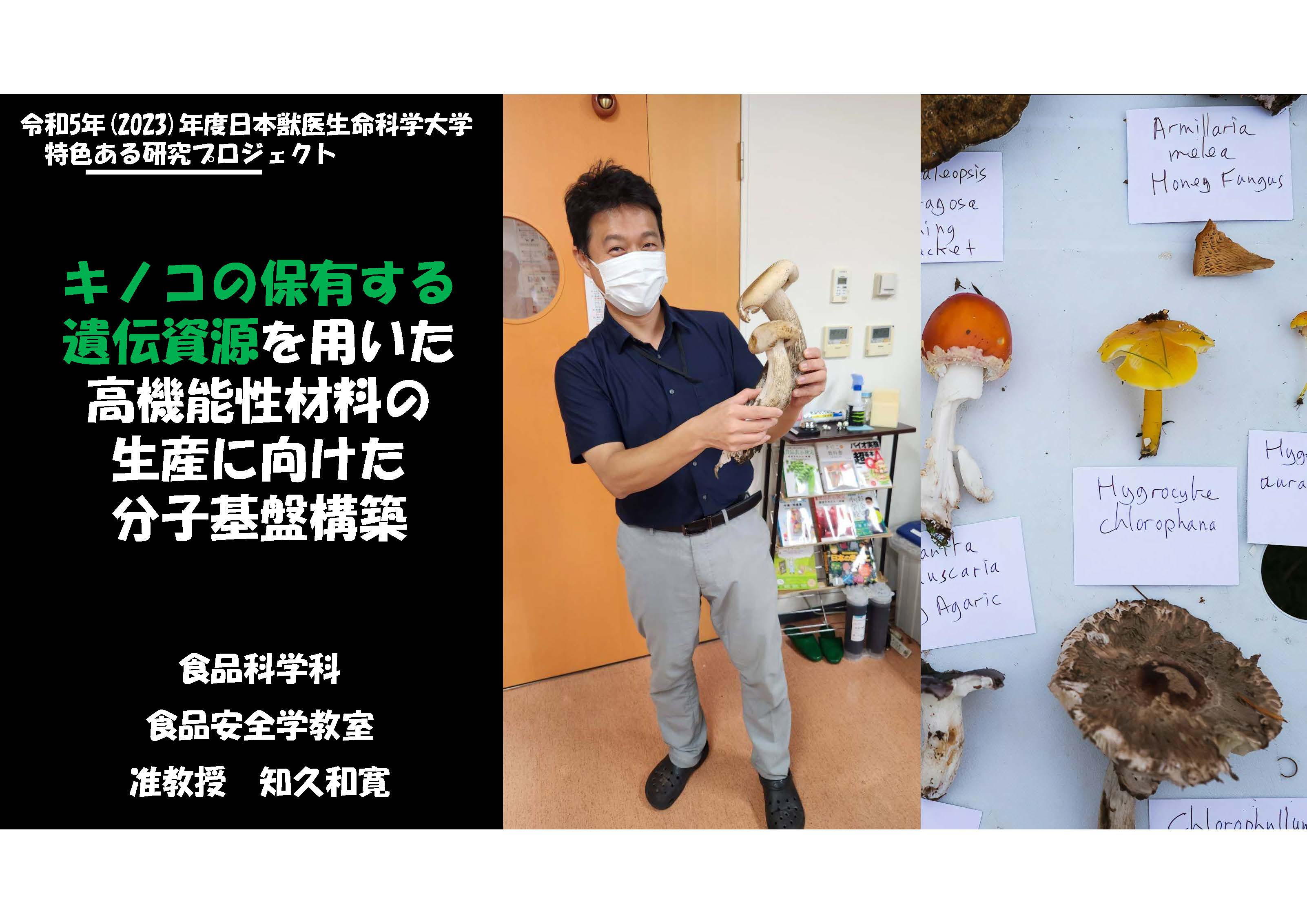 「キノコの保有する遺伝資源を用いた高機能性材料の生産に向けた分子基盤構築」