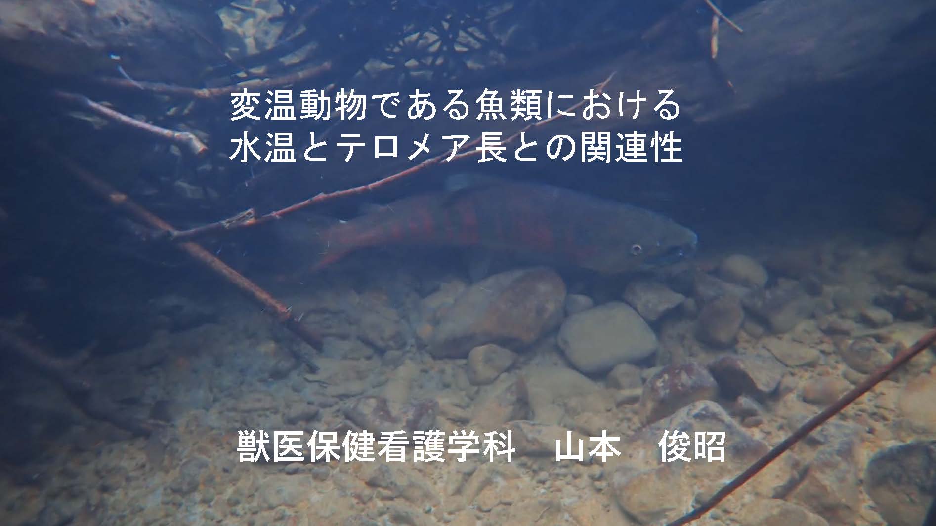 「変温動物である魚類における水温とテロメア長との関連性」