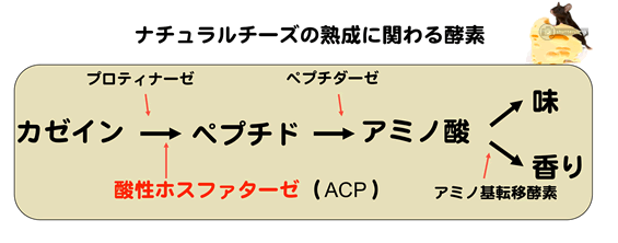 図1ナチュラルチーズの熟成に関わる酵素