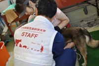 石巻動物救護班の活動風景