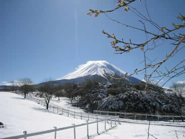 富士雪桜
