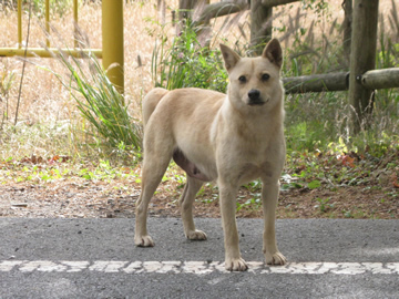 樹海の『捨て犬』