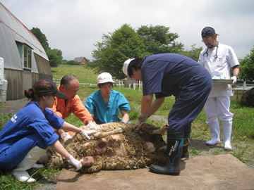 野犬の襲撃