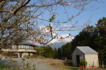 桜の記