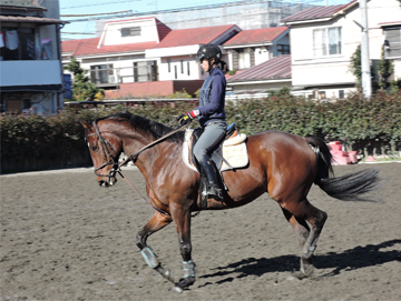 人馬共に厳しい訓練に耐えて全国学生馬術界の頂点を目指す