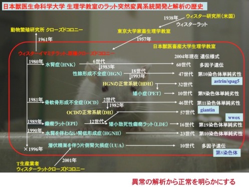 日本獣医生命科学大学 生理学教室のラット突然変異系統開発と解析の歴史