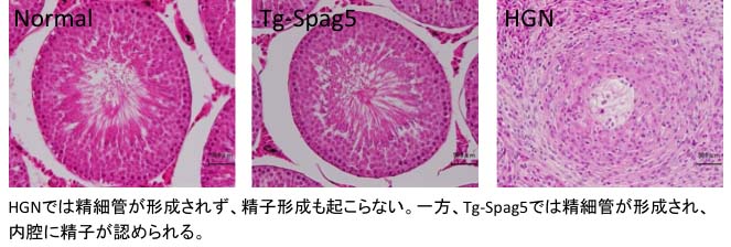 トランスジェニックラット（Tg-Spag5）