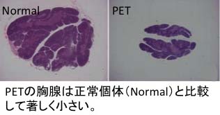 胸腺低形成症を付随する半致死性(petit: PET)ラット