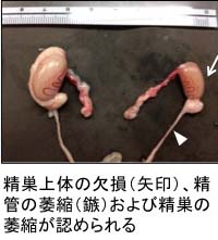 ウォルフ管由来臓器の低形成または欠損を伴う異常小精巣(TW)ラット