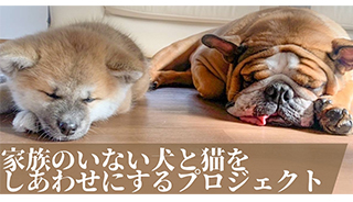 家族のいない犬と猫をしあわせにするプロジェクト