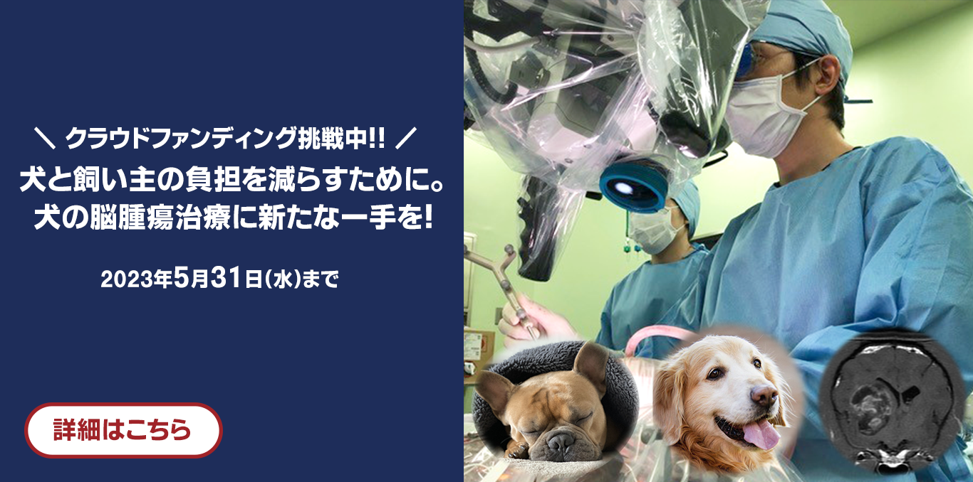 犬と飼い主の負担を減らすために／犬の脳腫瘍治療の選択肢を増やしたい