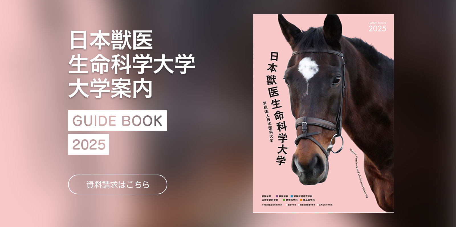 大学案内