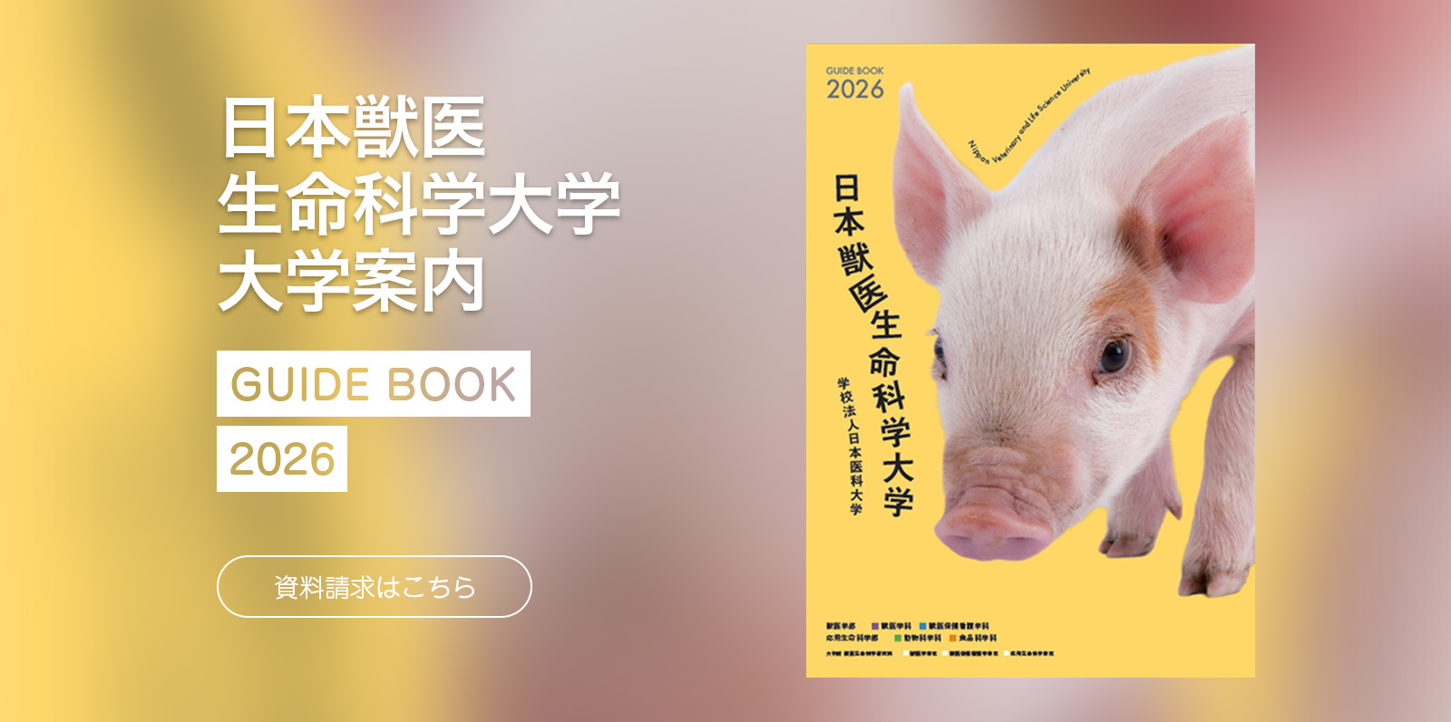 大学案内