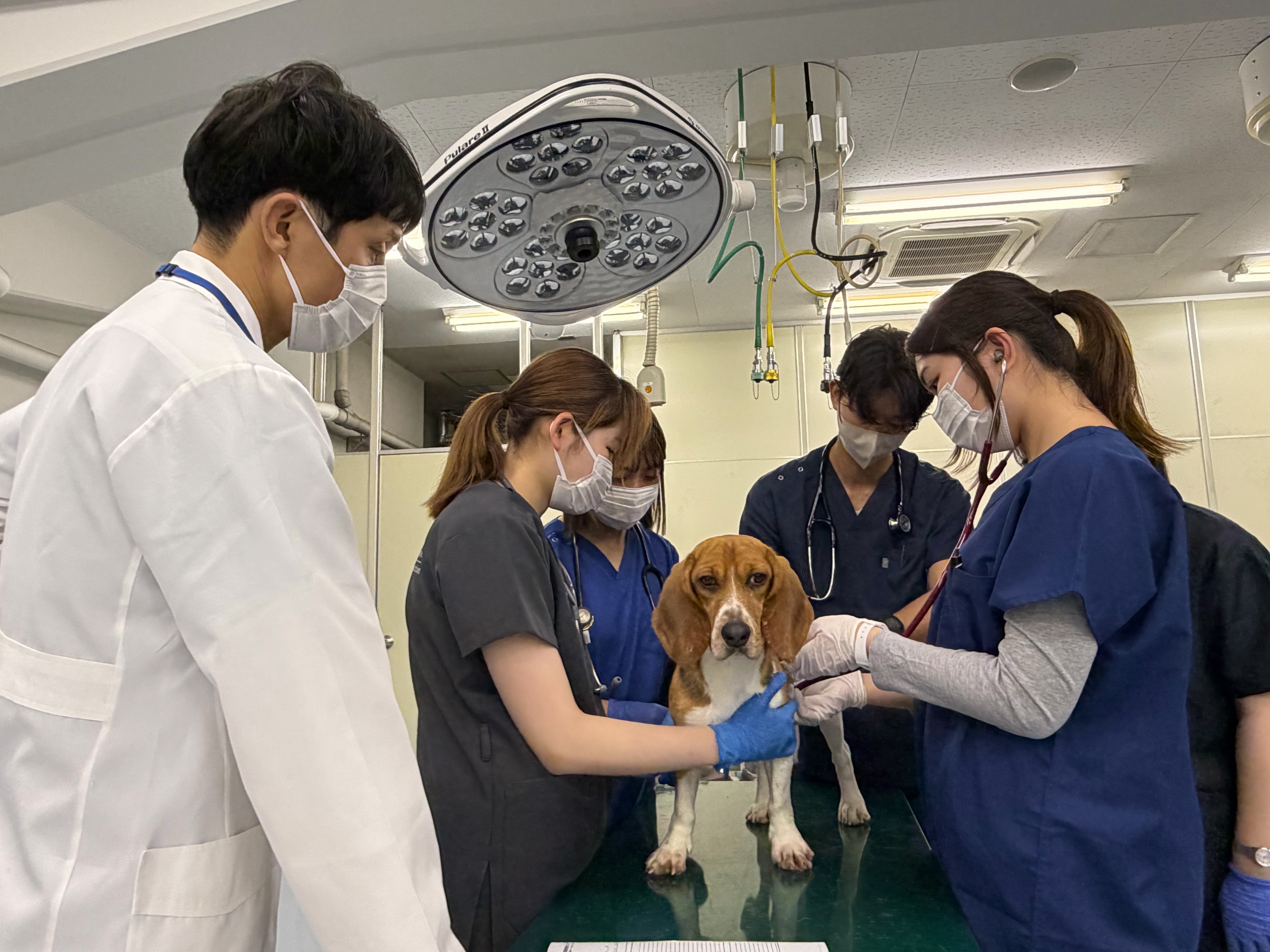 少人数班編成で臨床的スキルの実技解説レクチャーとハンズオン実習（実技の実践）を実施しました。写真は学生が心臓の聴診を実施しているところです。