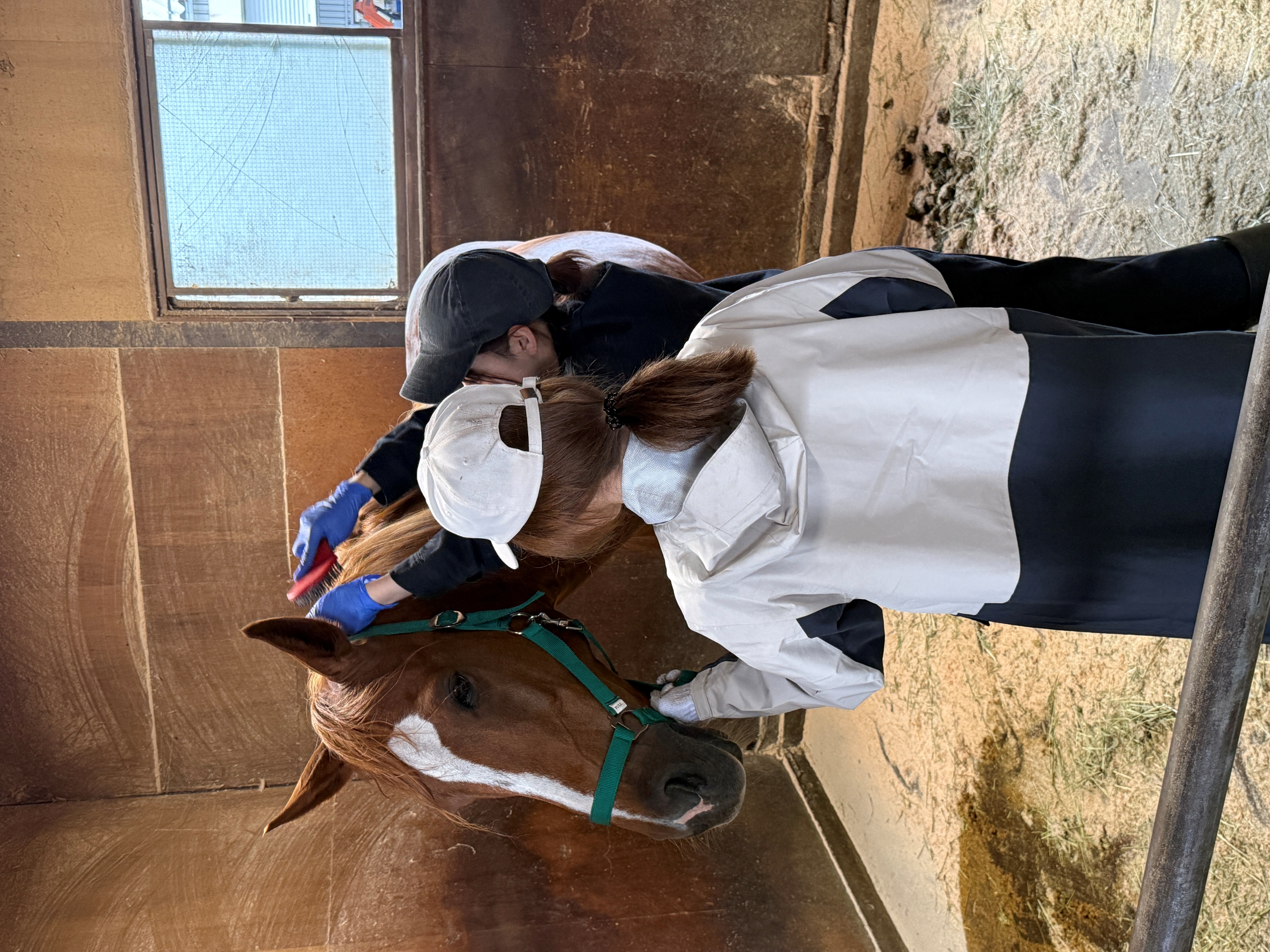 馬のハンドリング実習