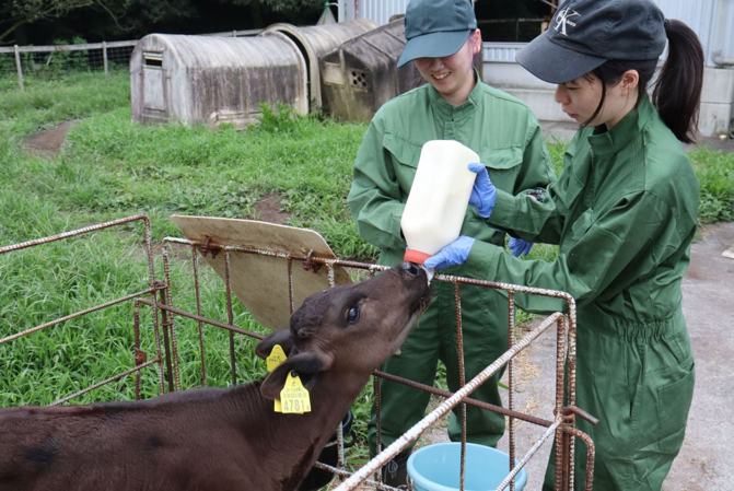 子牛に人工哺乳をしているところ