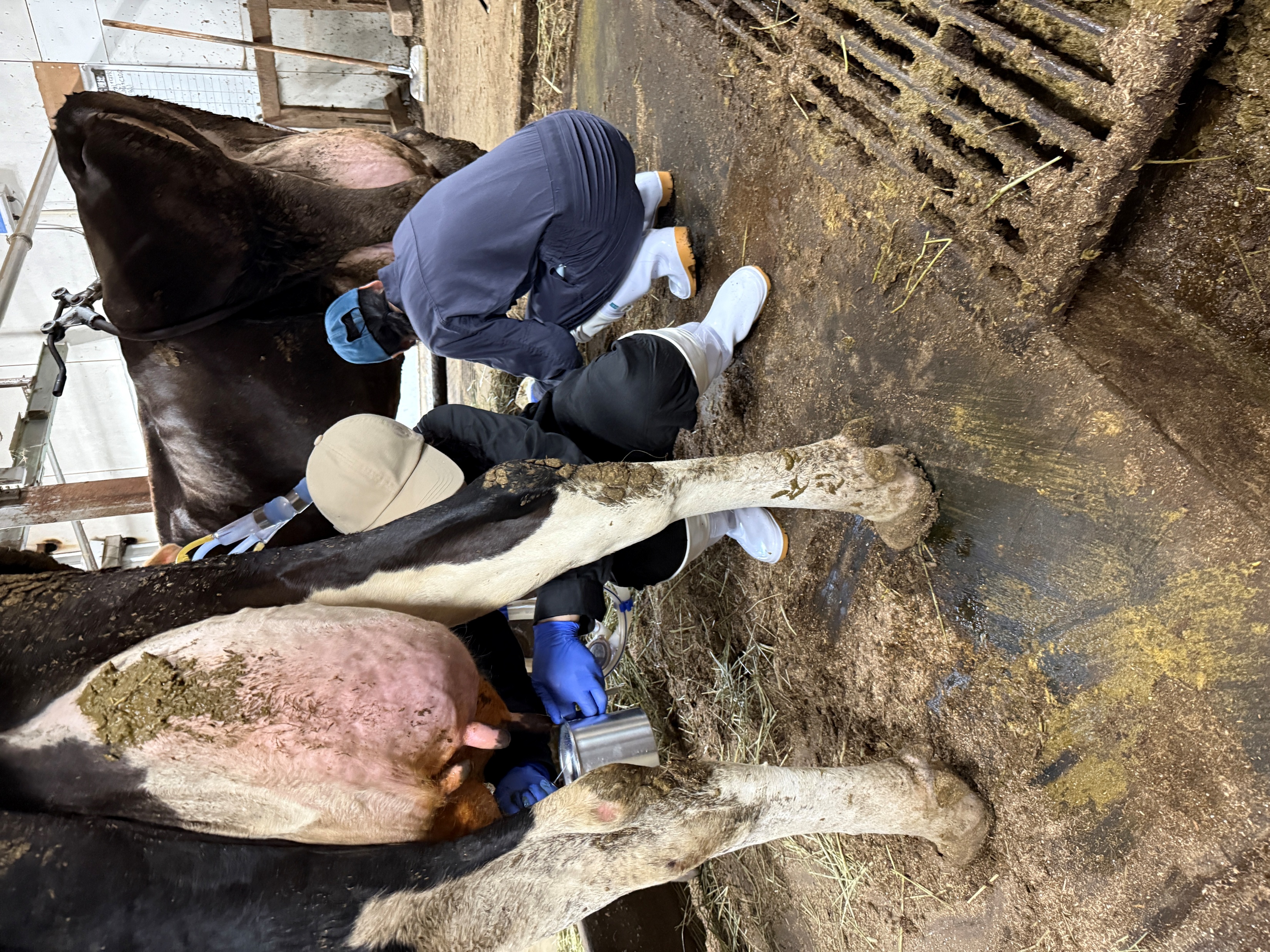 搾乳実習の様子