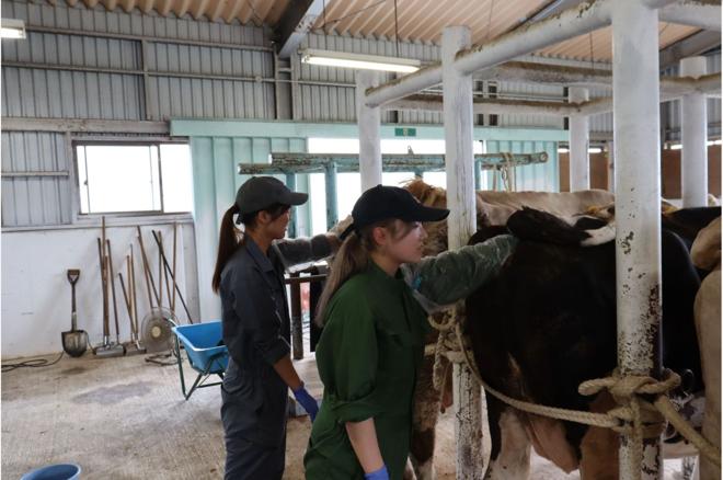 牛の直腸検査の様子