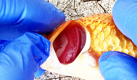 キンギョの鰓を検査。