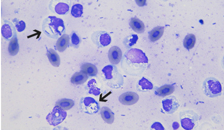 魚病細菌が繁殖した患部のスタンプ標本。細菌を貪食したマクロファージ（矢印）。