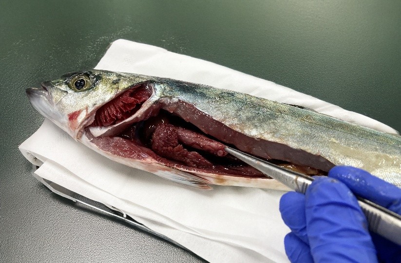 病気のブリ幼魚を検査しました