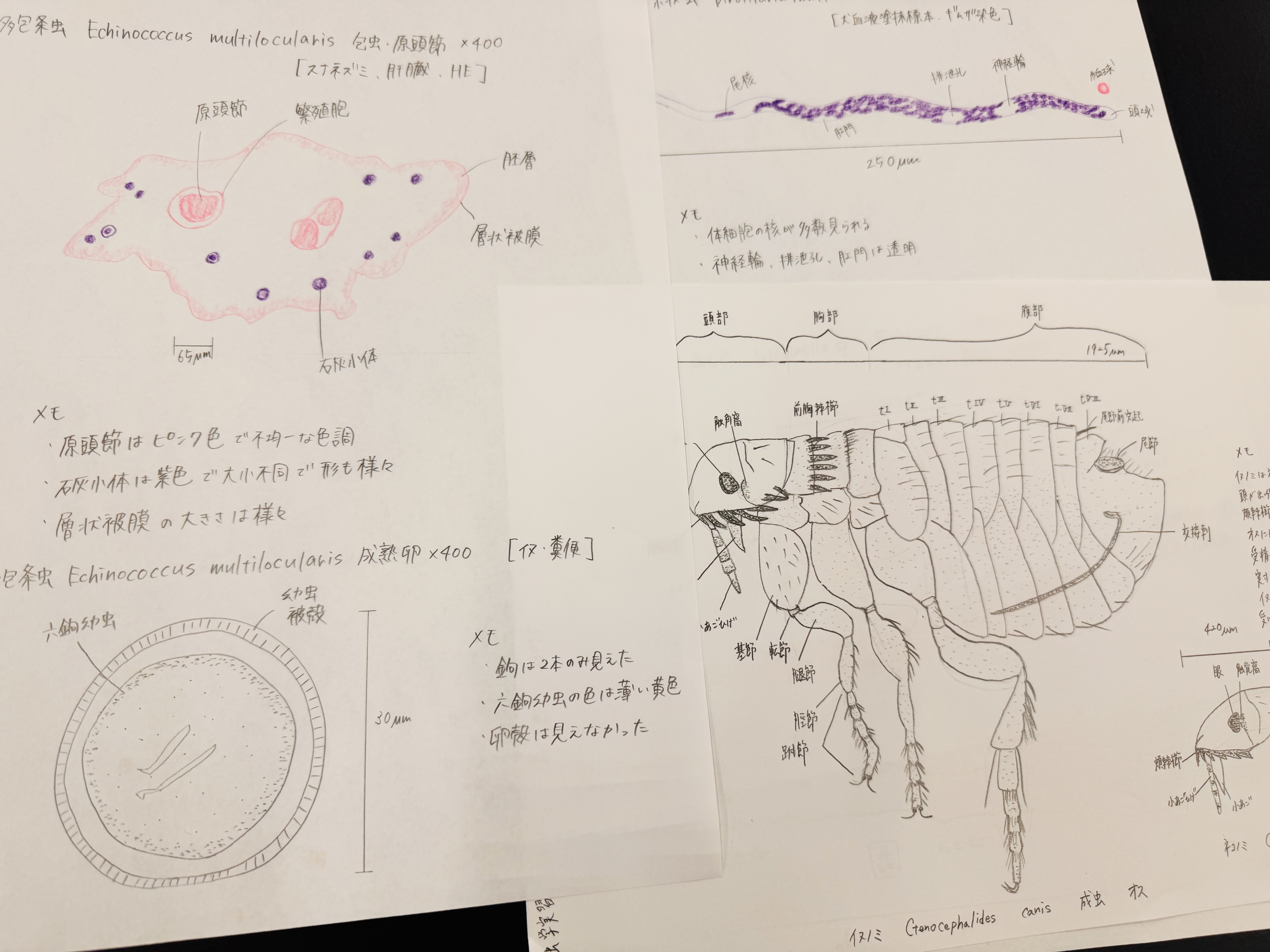 学生のスケッチ。細部まで観察し、形態学的特徴を学びます。