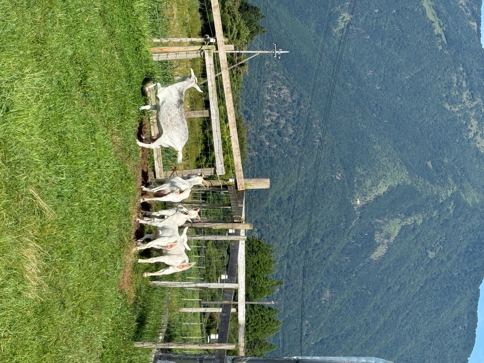 ヤギ