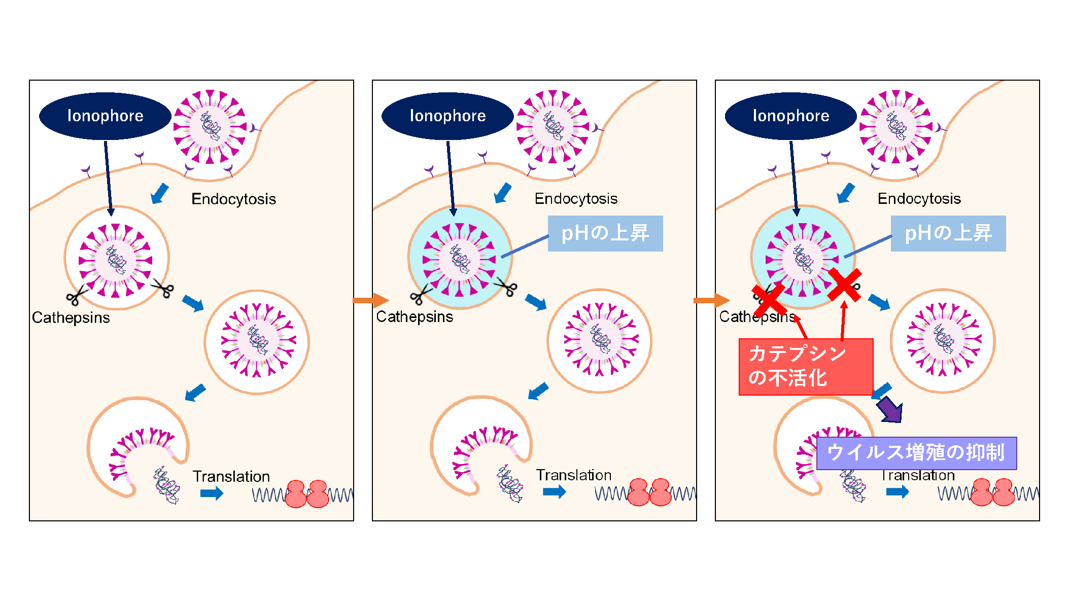 抗寄生虫薬が、猫伝染性腹膜炎の猫を救う！？