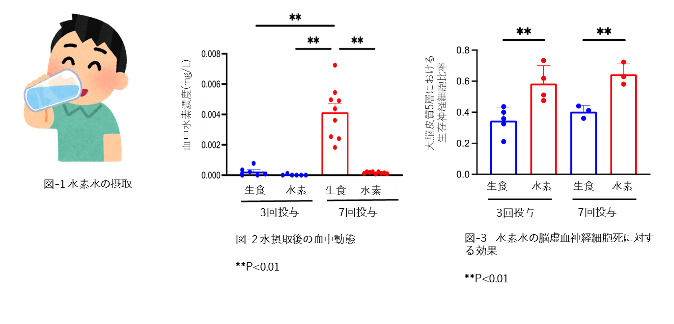 水素水の繰り返しの摂取は脳虚血神経細胞を救済してくれる！