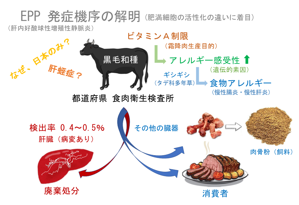 日本の食肉検査で頻繁に検出される牛の肝病変の謎が明らかに！