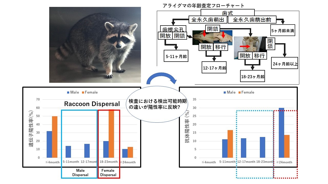 東京都市郊外のアライグマにおけるレプトスピラ感染動態に迫る