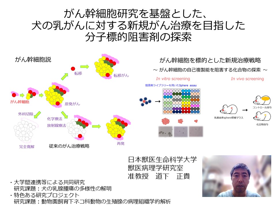 がん幹細胞研究を基盤とした、犬の乳がんに対する新規がん治療を目指した分子標的阻害剤の探索