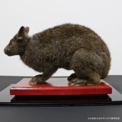 ニュースicon