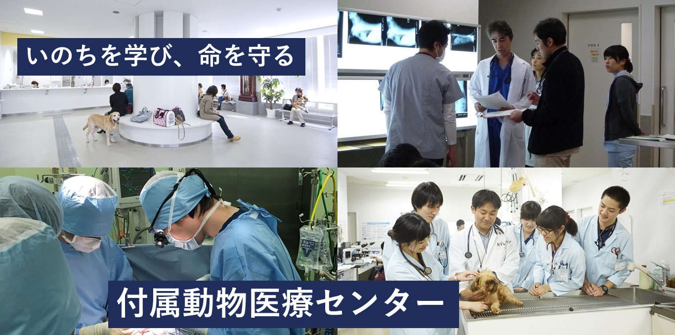 動物医療センター