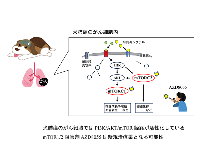 ブラックベリーの継続的な摂取は脳虚血障害を軽減する